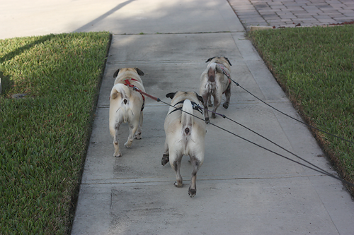 Benjamin, Henry & Luna