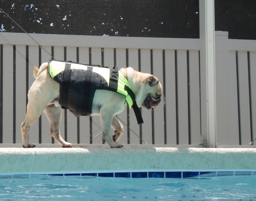 Benny's new life vest