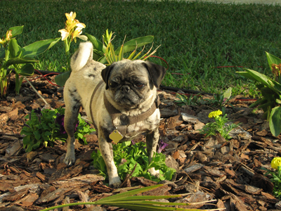 Luna squishing the flowers