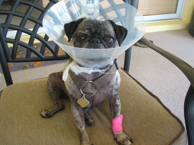 Luna after surgery