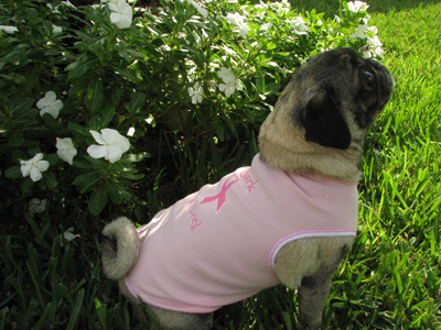 Luna in her Bark for a Cure shirt