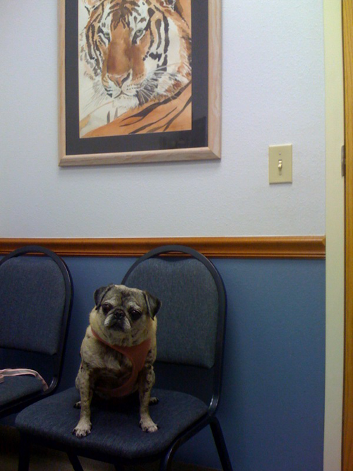 Luna at the eye vet