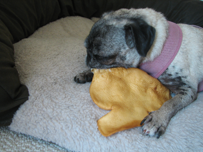 Luna chewing on her cow ear