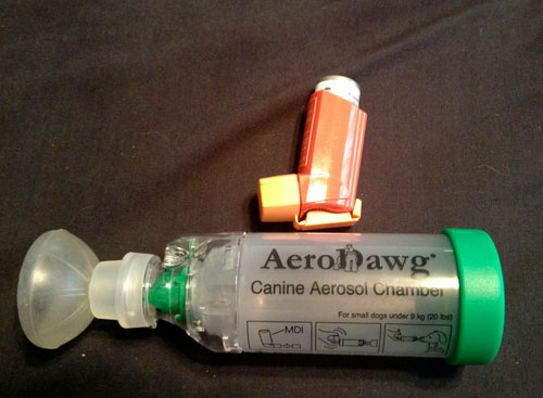 AeroDawg