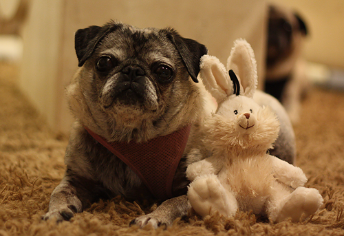 Luna & her Bunny