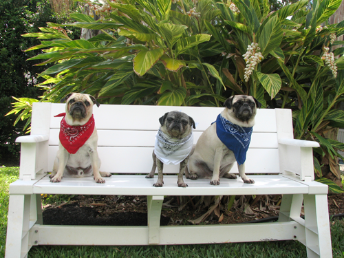 Happy Memorial Day from Benjamin, Henry & Luna