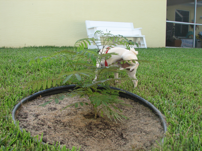 Benjamin watering the Mimo