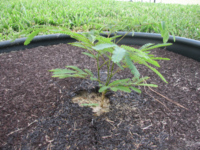 Mimosa Tree