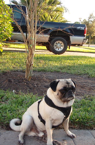 Henry with the new Crape Myrtle