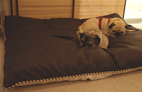 Benjamin & Luna on their new bed