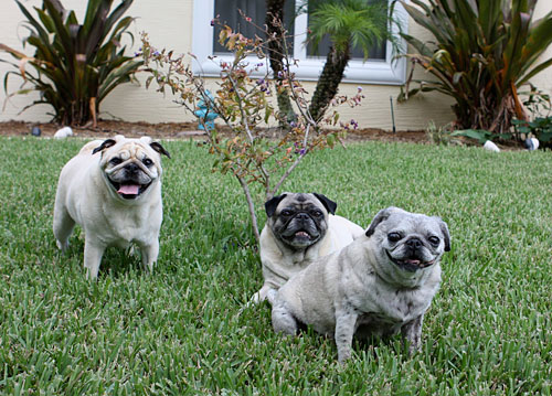 Benjamin, Henry and Luna