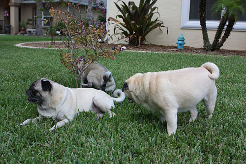 Benjamin, Henry and Luna