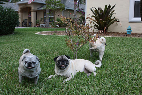 Benjamin, Henry and Luna