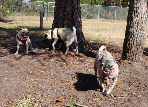 Benjamin, Henry & Luna at the dog park