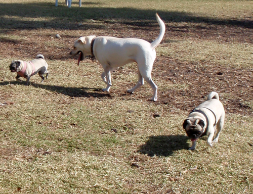 Luna and Henry with the Lab