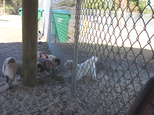 Benjamin, Henry & Luna playing through the fence