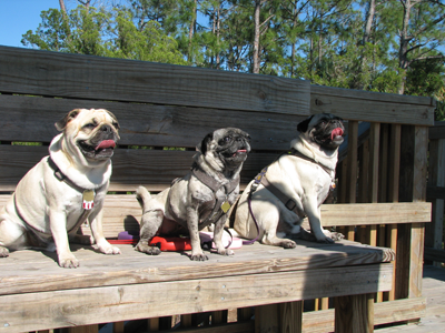 Benjamin, Henry & Luna on the observation deck