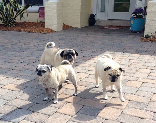 Luna, Henry and Benjamin