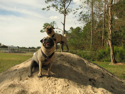 King of the park