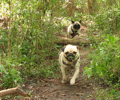 Benjamin and Henry run the trails