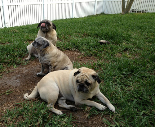 Benjamin, Luna and Henry