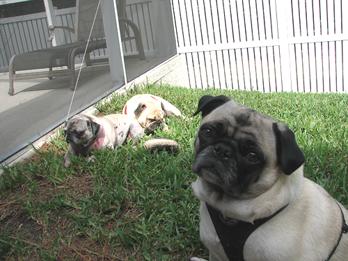 Henry with Benjamin & Luna in the background