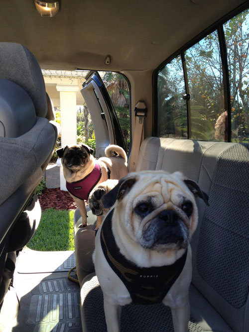 Henry, Luna and Benjamin