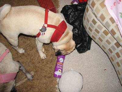 Benjamin opening presents