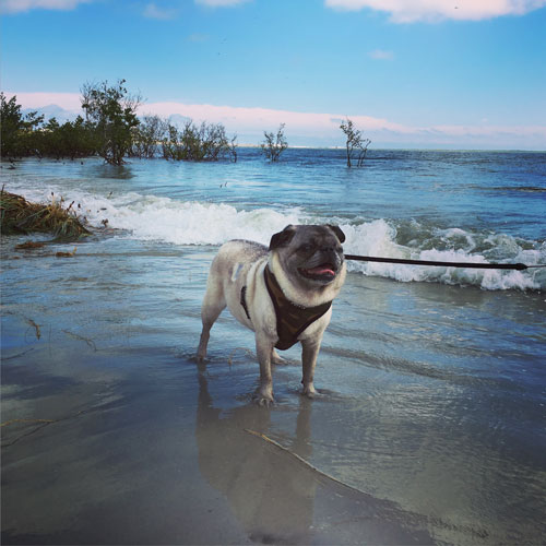 does ponce inlet allow dogs