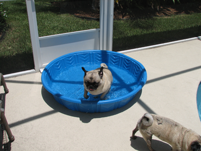 Henry exiting the pool