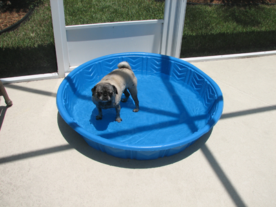 Luna in the pool