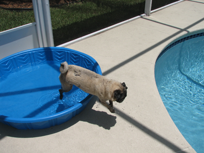 Luna jumping out of the pool