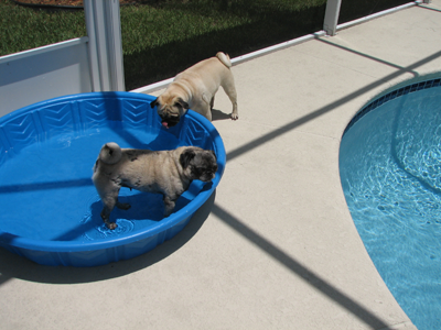 Benjamin drinking from the pool