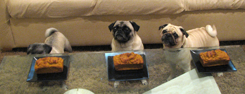 Benjamin, Henry & Luna waiting to eat pugkin bread