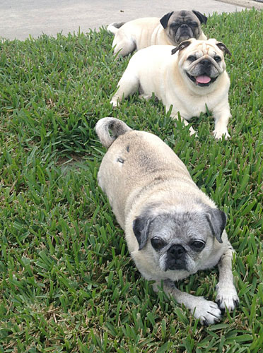 Benjamin, Henry and Luna