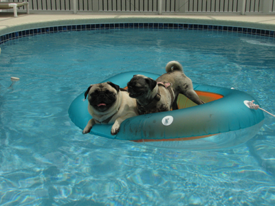 Henry & Luna in the Pug Tug