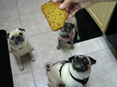 The pugs and pumpkin bread