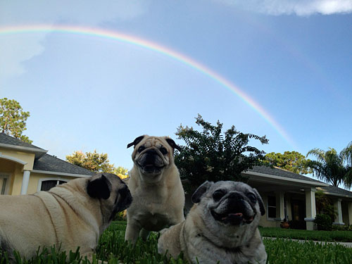 Henry, Benjamin and Luna