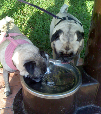 Luna and Henry drinking from the fountain