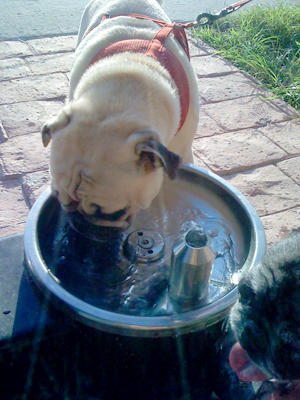 Benjamin drinking from the fountain