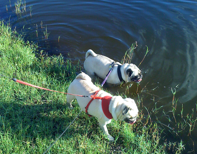 Benjamin & Henry at the park