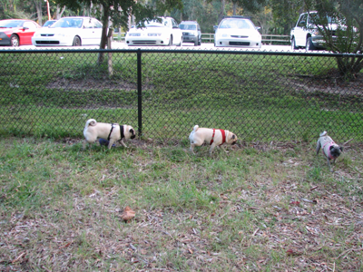 At the dog park