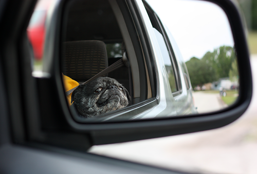 Sol riding in the car