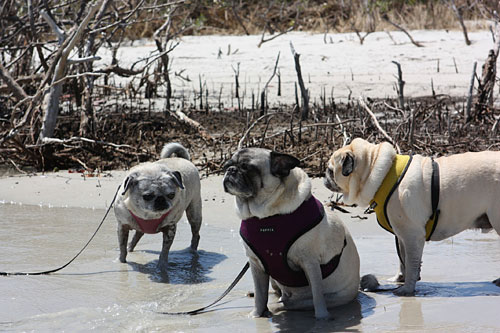 Benjamin, Herny and Luna