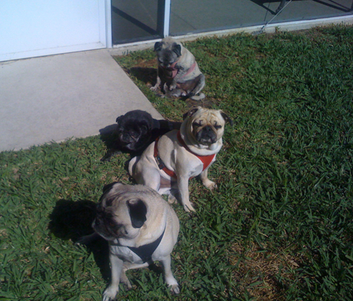 Henry, Benjamin, Sol & Luna