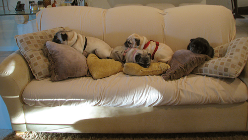 A Full Couch