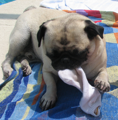 Henry chewing a sock