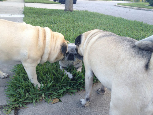 Benjamin, Luna and Henry