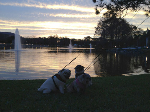 Benjamin, Henry & Luna