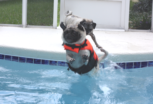 Henry diving into the pool